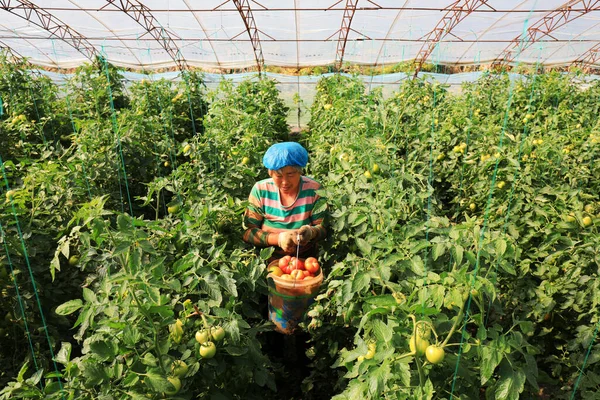 LUANNAN COUNTY, Hebei Eyaleti, Çin - 12 Mayıs 2020: Çiftçiler serada domates hasat ediyorlar.