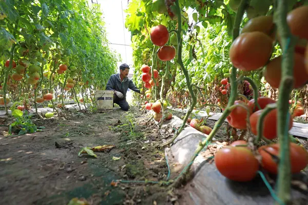 LUANNAN COUNTY, Hebei Eyaleti, Çin - 12 Mayıs 2020: Çiftçiler serada domates hasat ediyorlar.