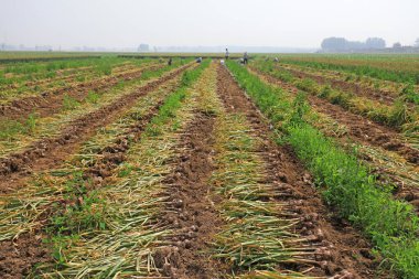 Sahadaki sarımsak güneşe maruz kalıyor. Güneşe maruz kaldıktan sonra, sarımsak meyvesini toplamak işe yarar, ki bu da popülerleşmeye değer.