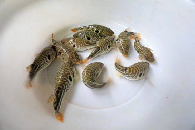 Taze kirpi balığı, yakın çekim.