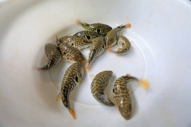 Taze kirpi balığı, yakın çekim.