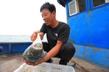 LUANNAN COUNTY, Hebei Eyaleti, Çin - 17 Haziran 2020: İşçiler bir çiftlikte kirpi balığı yakalıyorlar