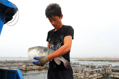 LUANNAN COUNTY, Hebei Eyaleti, Çin - 17 Haziran 2020: İşçiler bir çiftlikte kirpi balığı yakalıyorlar