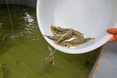 İşçiler çiftlikte kirpi balığı yakalıyor.