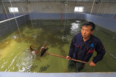 LUANNAN COUNTY, Hebei Eyaleti, Çin - 17 Haziran 2020: İşçiler üreme atölyesinde dil balığı yakalıyorlar