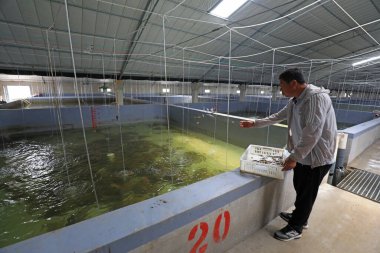 LUANNAN COUNTY, Hebei Eyaleti, Çin - 17 Haziran 2020: İşçiler üreme atölyesinde dil balığı yakalıyorlar