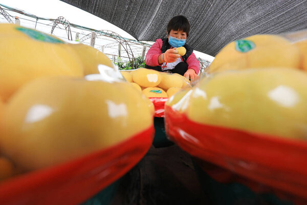 ЛУАННАНСКАЯ СТРАНА, провинция Хэбэй, Китай - 9 июня 2020 года: Фермеры сортируют желтые плоские персики в саду