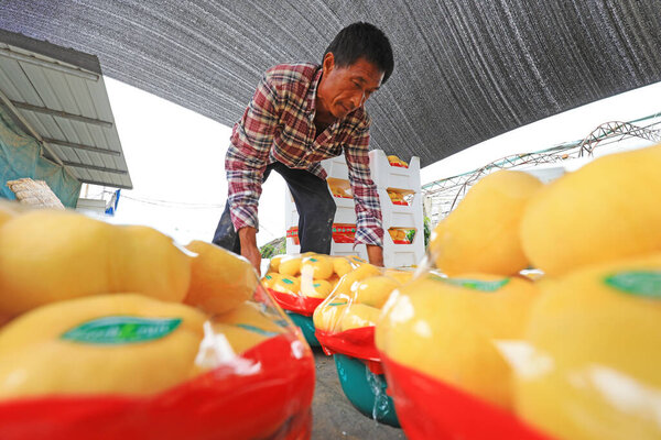 ЛУАННАНСКАЯ СТРАНА, провинция Хэбэй, Китай - 9 июня 2020 года: Фермеры сортируют желтые плоские персики в саду