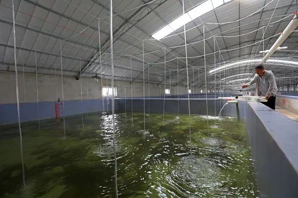 LUANNAN COUNTY, Hebei Eyaleti, Çin - 17 Haziran 2020: İşçiler üreme atölyesinde dil balığı yakalıyorlar