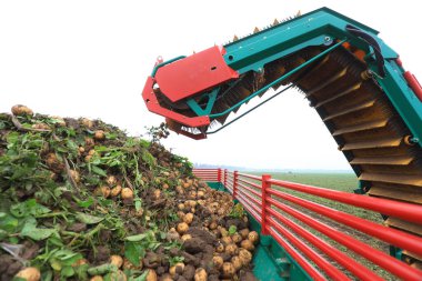 Çiftçiler Kuzey Çin 'deki çiftliklerde patates biçmek için makineler kullanıyorlar.