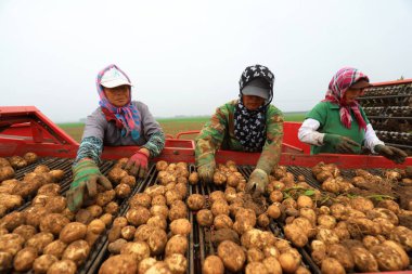 LUANNAN COUNTY, Hebei Eyaleti, Çin - 29 Haziran 2020: Çiftçiler taşıma bantları üzerinde patates ayırıyorlar