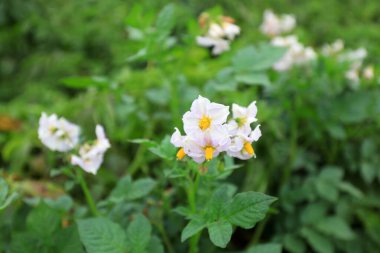Kuzey Çin 'deki tarlalarda patates çiçekleri.