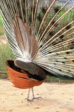 Tavuskuşu kuyruğu tüyleri, aynı güzel şekil.