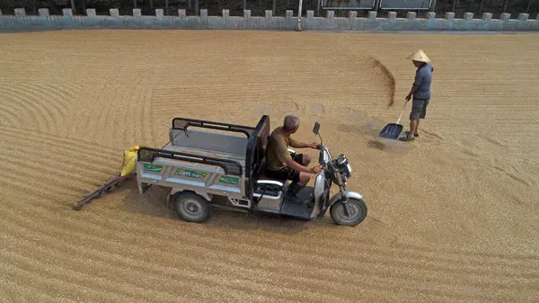 Çiftçiler buğday kurutuyor, hava fotoğrafları...