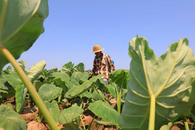 LUANNAN COUNTY, Hebei Eyaleti, Çin - 7 Temmuz 2020: Çiftçiler taro tarlalarına mantar ilacı sıkıyorlar
