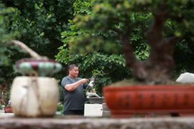 LUANNAN COUNTY, Hebei Eyaleti, Çin - 11 Temmuz 2020: Bir stilist hemşiredeki bonsai 'yi buduyor