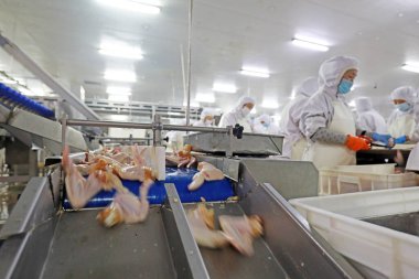 LUANNAN COUNTY, Hebei Eyaleti, Çin - 28 Temmuz 2020: İşçiler bir gıda işleme tesisinde tavuk segmentasyon hattıyla meşguller