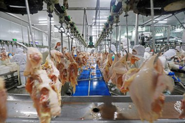 LUANNAN COUNTY, Hebei Eyaleti, Çin - 28 Temmuz 2020: İşçiler bir gıda işleme tesisinde tavuk segmentasyon hattıyla meşguller