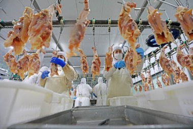 LUANNAN COUNTY, Hebei Eyaleti, Çin - 28 Temmuz 2020: İşçiler bir gıda işleme tesisinde tavuk segmentasyon hattıyla meşguller