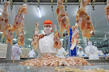 LUANNAN COUNTY, Hebei Eyaleti, Çin - 28 Temmuz 2020: İşçiler bir gıda işleme tesisinde tavuk segmentasyon hattıyla meşguller