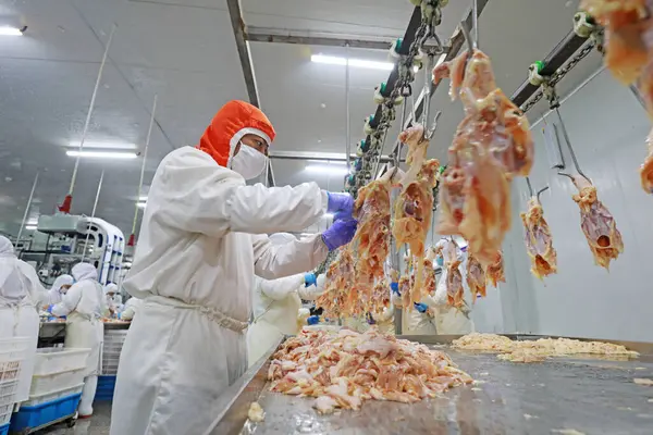 LUANNAN COUNTY, Hebei Eyaleti, Çin - 28 Temmuz 2020: İşçiler bir gıda işleme tesisinde tavuk segmentasyon hattıyla meşguller