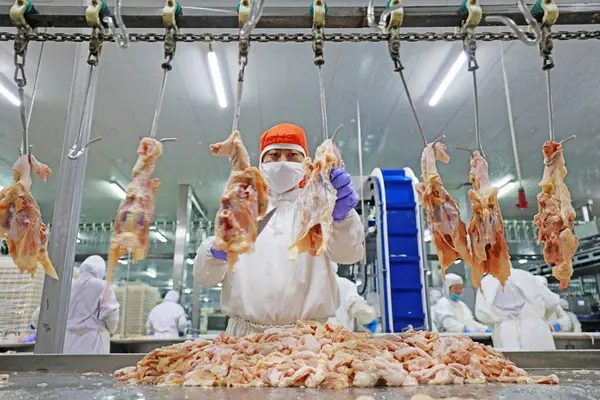 LUANNAN COUNTY, Hebei Eyaleti, Çin - 28 Temmuz 2020: İşçiler bir gıda işleme tesisinde tavuk segmentasyon hattıyla meşguller