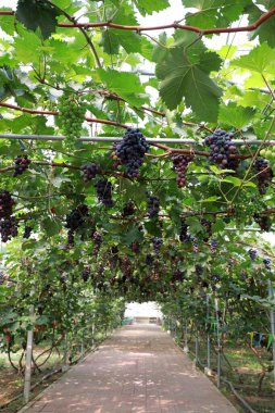 Meyve dolu üzüm bağları, Kuzey Çin