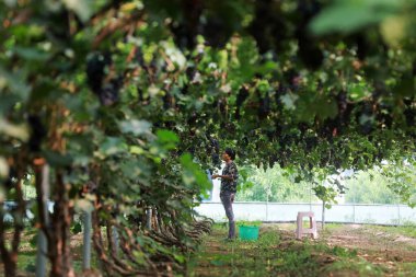 LUANNAN COUNTY, Hebei Eyaleti, Çin - 30 Temmuz 2020: genç bayan üzüm topluyor. Çiftlikte.