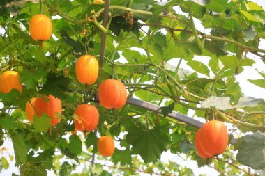 Güzel Balkabağı Galerisi, Kuzey Çin