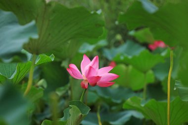 Yazın ortasında güzel lotus, Kuzey Çin