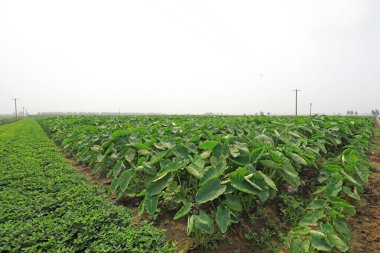 Tarlalarda yemyeşil taro, Kuzey Çin