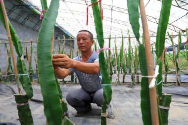 LUANNAN COUNTY, Hebei Eyaleti, Çin - 3 Ağustos 2020: Pitaya serasında çiftçiler