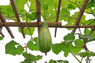 Kavun çiftlikteki köprünün üzerinde.