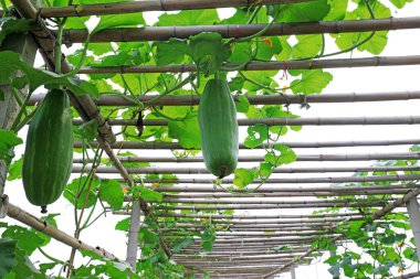 Kavun çiftlikteki köprünün üzerinde.