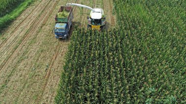 Hasat makinesi, Kuzey Çin 'deki tarlada mısır topluyor.