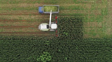 Hasat makinesi, Kuzey Çin 'deki tarlada mısır topluyor.