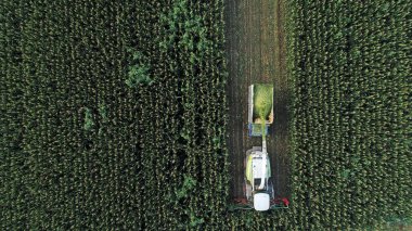 Hasat makinesi, Kuzey Çin 'deki tarlada mısır topluyor.