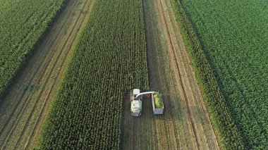 Hasat makinesi, Kuzey Çin 'deki tarlada mısır topluyor.