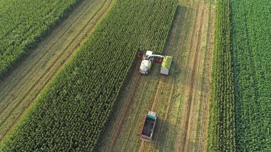 Hasat makinesi, Kuzey Çin 'deki tarlada mısır topluyor.