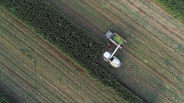 Hasat makinesi, Kuzey Çin 'deki tarlada mısır topluyor.