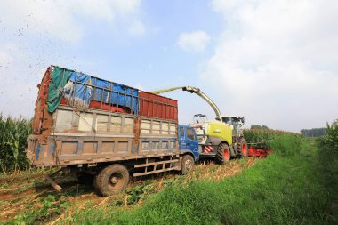 LUANNAN COUNTY, Hebei Eyaleti, Çin - 6 Ağustos 2020: hasat tarladaki mısırları hasat ediyor