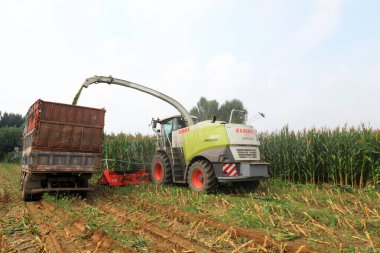 LUANNAN COUNTY, Hebei Eyaleti, Çin - 6 Ağustos 2020: hasat tarladaki mısırları hasat ediyor