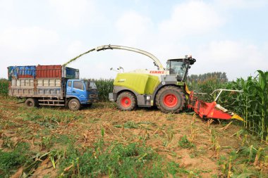 LUANNAN COUNTY, Hebei Eyaleti, Çin - 6 Ağustos 2020: hasat tarladaki mısırları hasat ediyor