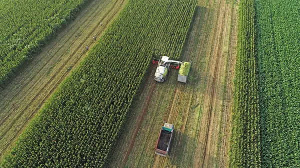 Hasat makinesi, Kuzey Çin 'deki tarlada mısır topluyor.