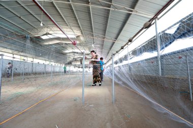 LUANNAN COUNTY, Hebei Eyaleti, Çin - 28 Ağustos 2020: İşçiler bir ağ fabrikasında ağlar örüyorlar