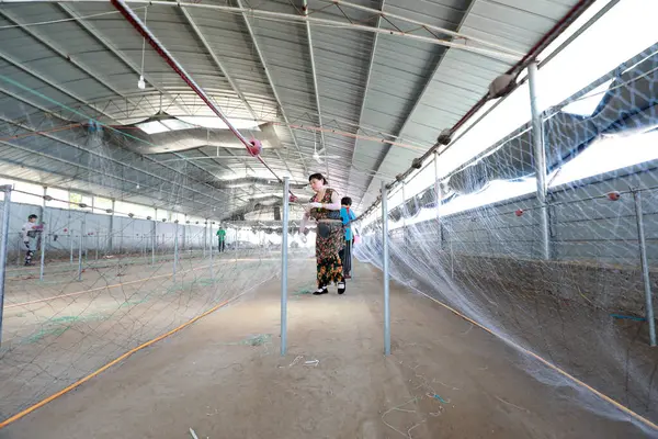 LUANNAN COUNTY, Hebei Eyaleti, Çin - 28 Ağustos 2020: İşçiler bir ağ fabrikasında ağlar örüyorlar