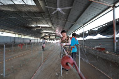 LUANNAN COUNTY, Hebei Eyaleti, Çin - 28 Ağustos 2020: İşçiler bir ağ fabrikasında ağlar örüyorlar