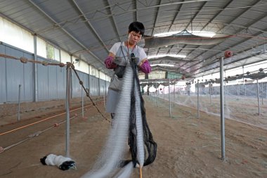 LUANNAN COUNTY, Hebei Eyaleti, Çin - 28 Ağustos 2020: İşçiler bir ağ fabrikasında ağlar örüyorlar