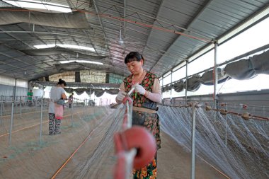 LUANNAN COUNTY, Hebei Eyaleti, Çin - 28 Ağustos 2020: İşçiler bir ağ fabrikasında ağlar örüyorlar