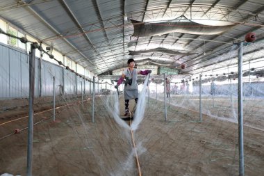 LUANNAN COUNTY, Hebei Eyaleti, Çin - 28 Ağustos 2020: İşçiler bir ağ fabrikasında ağlar örüyorlar